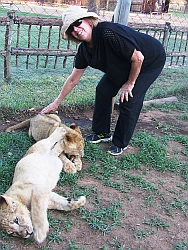 Petting a lion cub