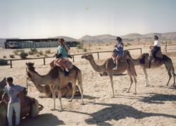 Mountng camel in the desert