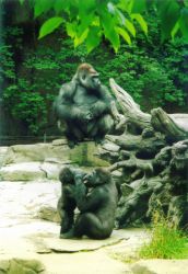 Exhibit from Cincinnati Zoo